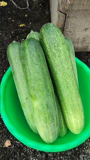 Harvesting cucumbers in garden