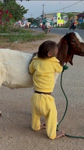 331K views · 2.2K reactions | super monkey! cutis rides goat professionally #monkey #Cutis #babymonkey #babymokeycutis | Cutis | Facebook