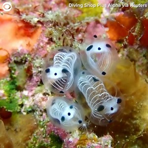 346K views · 12K reactions | SKELETON PANDA SEA SQUIRT: A new species...