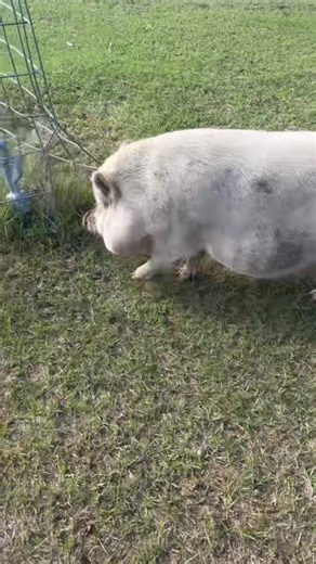This was much harder than wrangling any goat I’ve had 🤣 #pigs #farmlife #pets #animals #breakout #wasntme #imasurvivorsanctuary #lifeonmorrowhill | Life on Morrow Hill
