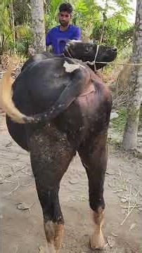 বিক্রি দিলাম।। 💰