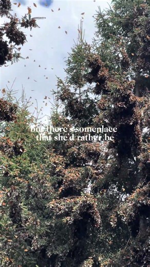 whenever I see a monarch I always think of this place 🥹🦋 #monarch #butterfly #traveltheworld