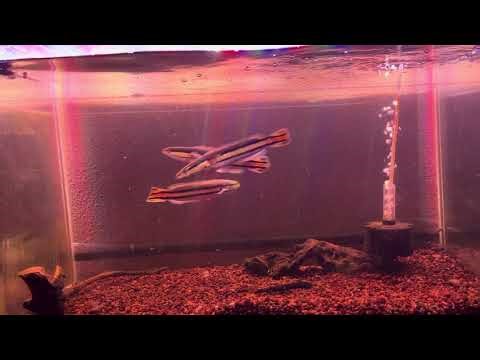 Feeding my Channa Micropeltes ( TOMAN )