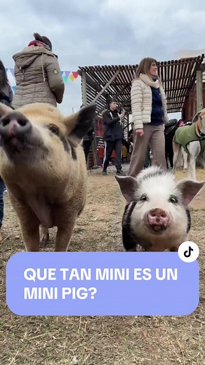 ¿Cuánto pesa realmente un Mini Pig? 🐷✨