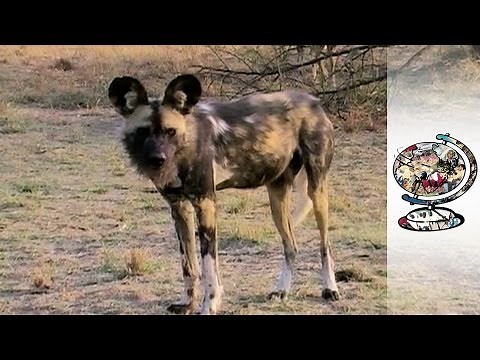 Hidden Trade Of Endangered African Wild Dogs