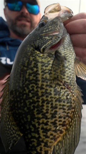 24K views · 323 reactions | Spring CRAPPIE location on big flats! This is a clip with Jeremy Smith from the last years’s Angling Edge episode on Leech Lake. #humminbird | Lindner's Angling Edge | Facebook