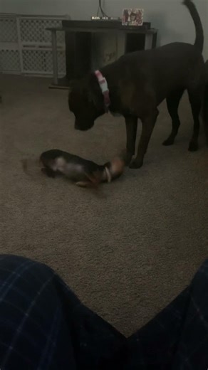 Min pin loves to play with big sissy. #funny #play #minpinlife #puppy #puppylife