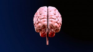 3d render of human brain anatomy