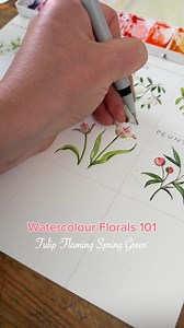 Watercolour florals 101: tulip ‘flaming spring green’ 💐 I love visiting a tulip farm as soon as spring arrives - there are so many different varieties of tulips and this is one of my favourites: the tulip ‘flaming spring green’. #watercolourpainting #watercolourart #watercolorflowers | De Winton Paper co