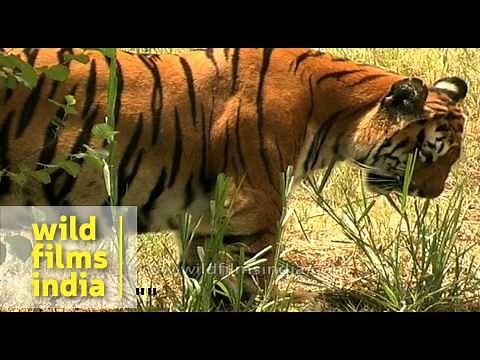 Vegetarian Tiger eating grass! Rare behaviour...