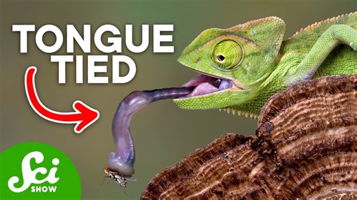 7 strange animal tongues you have to see to believe