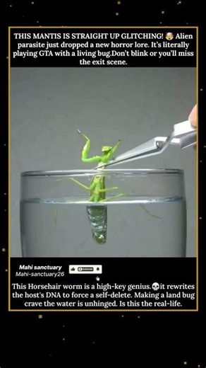 Mind-Control Horror: This Alien Parasite Just Hijacked a Praying Mantis!