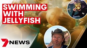 23K views · 458 reactions | Swimming with jellyfish may be too dangerous and even unthinkable for many, but for one underwater photographer it's part of the job. With an enormous smack of jellyfish blubbers gathered off Long Reef, Dean Cropp is taking the opportunity to get the perfect shot. More: https://7news.link/3Jtpfq3 7NEWS at 6pm. #DeanCropp #7NEWS | 7NEWS Sydney | Facebook