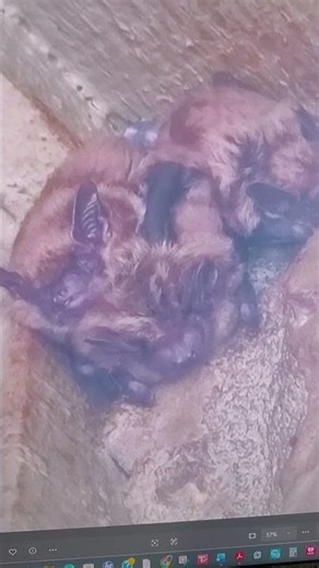 Bat Flying in Your House? It’s Usually Not Just One