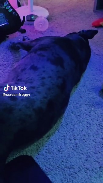 Screamingfrog (@screamfroggy)’s videos with original sound - Alex Ankrom