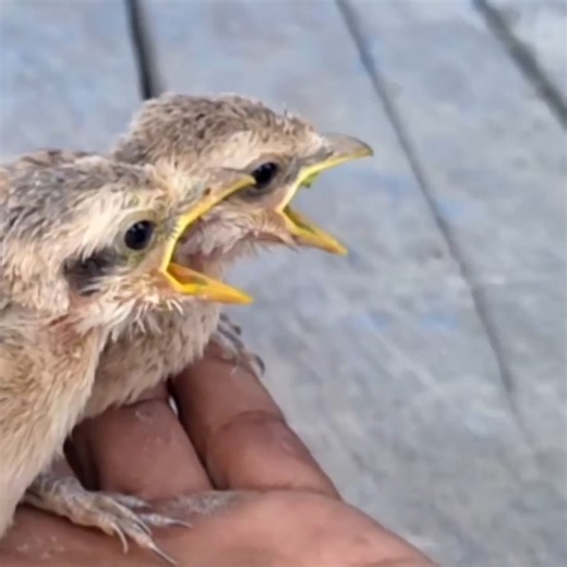 73K views · 1.5K reactions | Two baby birds were chosen and raised from infancy until they are now all grown up #birds #babybird #birdlife #birdlovers #reelsviralシ #reelschallenge #reelsfypシ #reelsfbシ #animals #animallover #birdwatching #babybird #birdnest | Review Birds | Facebook