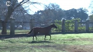 #Nacionales 🇺🇾 Recomendaciones del MSP para Prevenir la Encefalitis Equina 👩‍⚕️ El Ministerio de Salud Pública comparte importantes consejos para prevenir la encefalitis equina. ¡Cuida tu salud y la de tu comunidad! | 90.1 Fm Ideal