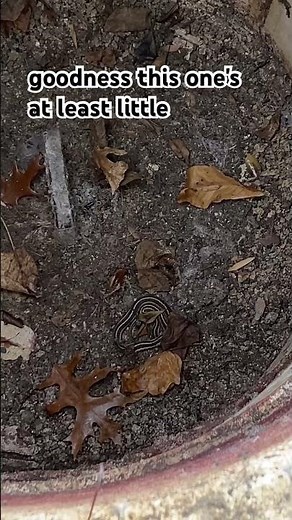 Watch Out! A Snake in the Septic Riser