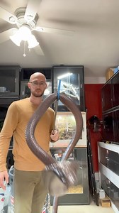 I had Karma, the Moroccan cobra (Naja haje) out for her semi-weekly water change. Normally I would just take a snake out, change the water and clean, and put it back, but because she’s so incredibly defensive, I decided I will work with her for a few minutes every time to slowly get her used to handling. Every move I make it based off of her behavior and where she wants to go. I wave my arm to get her attention whenever I feel she is about to take off and try to get away or when I feel she’s too