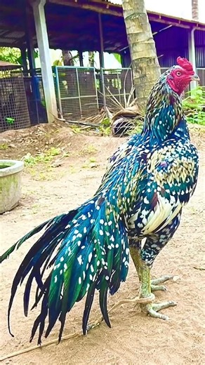 it's time for vhj #rooster #roosterfarm #chickenbreeds #swataseels #chicken #chicken