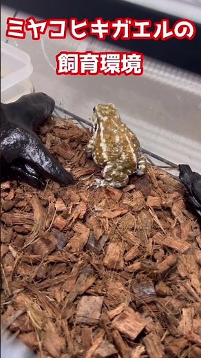 ミヤコヒキガエルの飼育環境