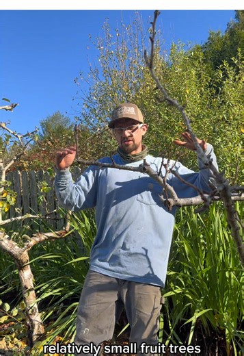 Pruning fruit trees after bears broke branches 🍏🍎 #fruit #fruits #gardening #backyardvibes #tree @Matthew Cendejas
