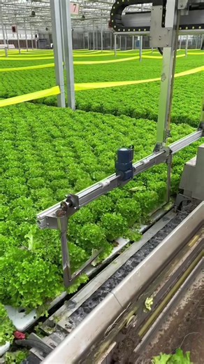 Hydroponic Cultivation: الزراعة المائية الحديثة