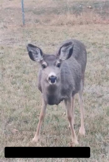 Weird Deer Encounters: Strange Pets in Action