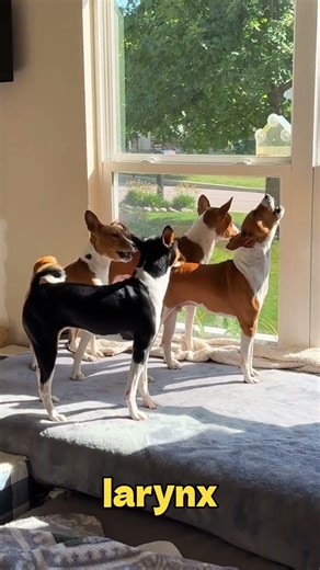 The Dog That Never Barks! 🐕🚫 #shorts #dogs #basenji #puppy #dog #animals #animalfacts #facts #pets