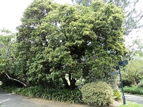 Plant ID: Sweet Viburnum (Viburnum odoratissimum)