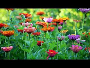 Floral Beauty FHD 6hrs 6 images | Relaxing Bloom Wallpaper for PC & TV #FlowerWallpaper #Nature #Art