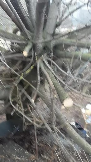 Tree Cutting Safety Tips with a Chainsaw