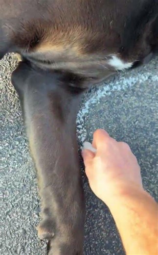 Crime scene Corso returns…wait for it! #crimescenecorso #canecorso #waitforit #bigdog