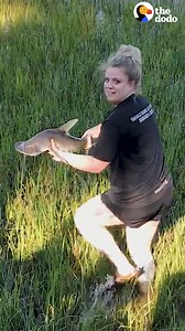 470K views · 10K reactions | Woman finds a baby shark stranded in beach grass  | The Dodo | Facebook
