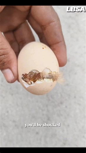 Chick Hatching Journey #science #timelapse #shortsreels #education #knowledge #sciencenews #sciencefacts #factsdaily #sciencefiction #science | Life Boat Science Academy