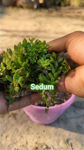 🌱Sedum plant with hanging setup 🫰😍 #gardening #gardeningtips #hangingplants #indoorplants