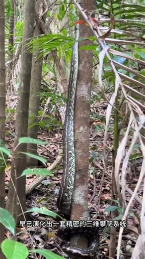 Pythons climbing trees, two incredible sights #Unbelievable #Incredible #MysteriousAnimalBehavior1
