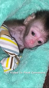 LITTLE MONKEY LEARNS TO WEAR GLOVES TO KEEP HER DELICATE HANDS SAFE Full video in first comment | Cute Monkey