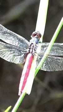 Wait… The Net Started Moving! 😲🐟 #shorts