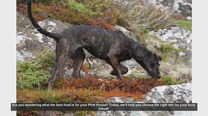 Best Diet Tips for Your Plott Hound: Keep Them Healthy and Active!
