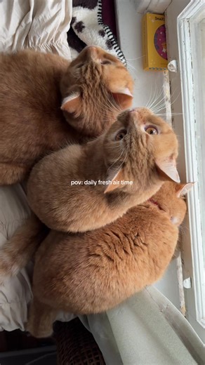 Welcoming Spring with Fluffy Orange Cats