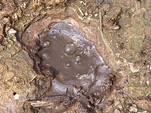 Mofetta - Alchetron, The Free Social Encyclopedia