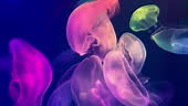 Shiny vibrant fluorescent jellyfish glow underwater. Phosphorescent...