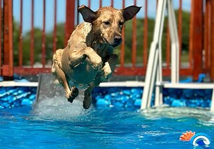 PetStep Pool Ramp for Dogs | Easy, Safe Pool Access