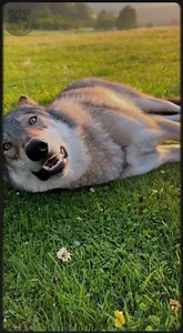 The rabbit was surprised that the wolf was sleeping - RARE FUNNY WILD #animalsvideo #WildlifeFunny