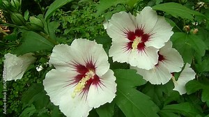 Close up of the white Hibiscus syriacus ( rose of Sharon, Syrian ketmia, Althaea, mugunghwa, Korean Rose, Ketmia syriaca) blossoming in garden.
