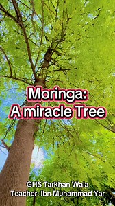 65K views · 1.6K reactions | Benefits of moringa tree for health #moringa | Govt High School Tarkhan Wala | Facebook