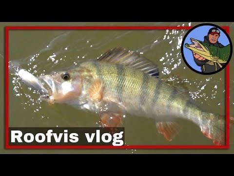 🎣 5 TIPS ON HOW TO FISH SUCCESSFULLY FOR PREDATORY FISH | pike | zander | perch | asp | #28