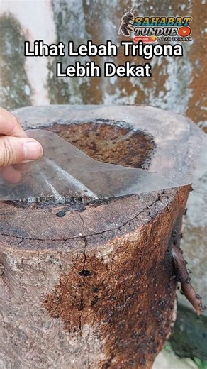 Lihat Lebah Trigona Lebih Dekat Sahabat Tundue Lebah Trigona #interaksi #jangkauanluas #kelulut #trigona #kelulutitama #trigonaitama #klanceng #bee #stinglessbee #honey #madu #honeybee #beekeeper #bees #insectlovers #beesknees #savethebees #awesomeearth #beekeeping #beekeepingtips #beekeepinglife #tundue #reels #viral #fyp #reels #reelsviralシ #reelsfypシ #reelsfbシ #reelsvideoシ #fypシ | Sahabat Tundue Lebah Trigona