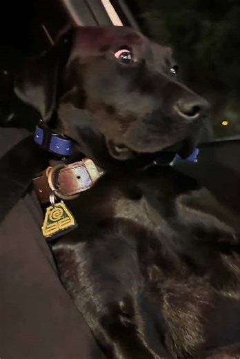 Hilarious Moments with a Funny Labrador Retriever